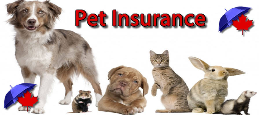 Animal Insurance Canada Banner